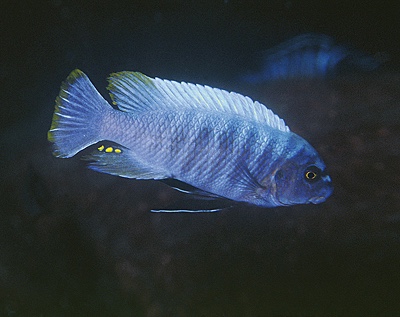 Labeotropheus trewavasae 'Linganjala Reef'